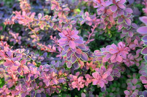 chinese burberry plant|types of barberry shrubs.